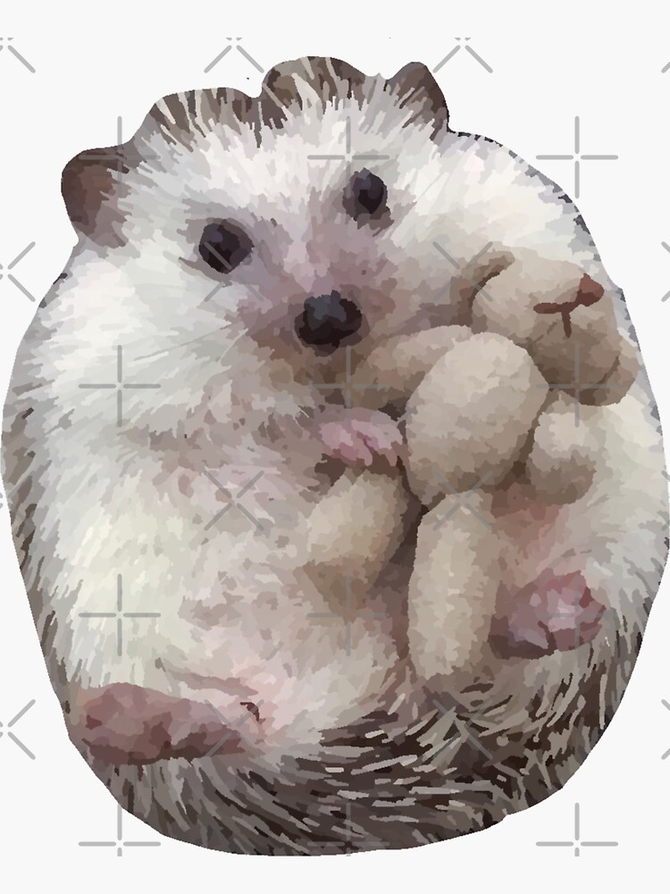 Teddy best sale the hedgehog