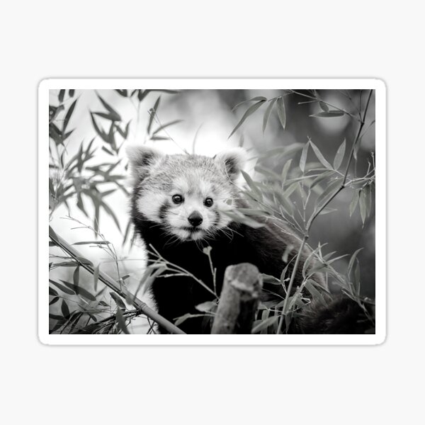 black and white red panda photo Sticker