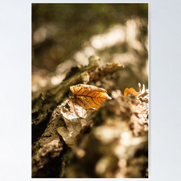 Item preview, Autumn leaf  designed and sold by AnnemarieArnu.