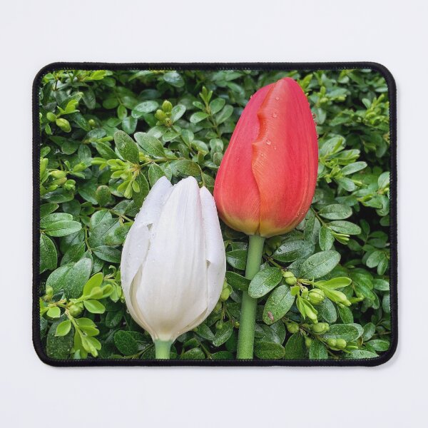 Item preview, Pair of Red & White Tulips! designed and sold by ExploreOutdoors.