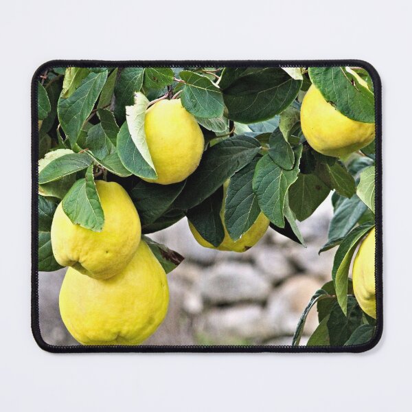 Item preview, Quince Fruits Growing on Tree Branch designed and sold by worldways.