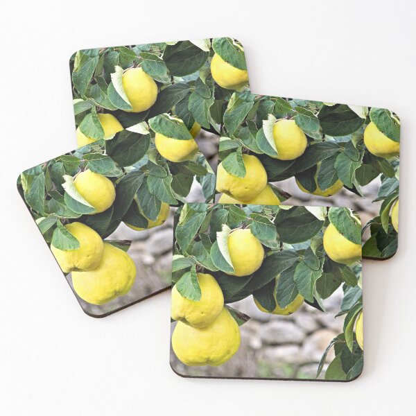 Item preview, Quince Fruits Growing on Tree Branch designed and sold by worldways.