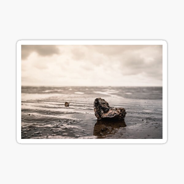 Item preview, An open shell on the North Sea beach designed and sold by ReensPhotos.