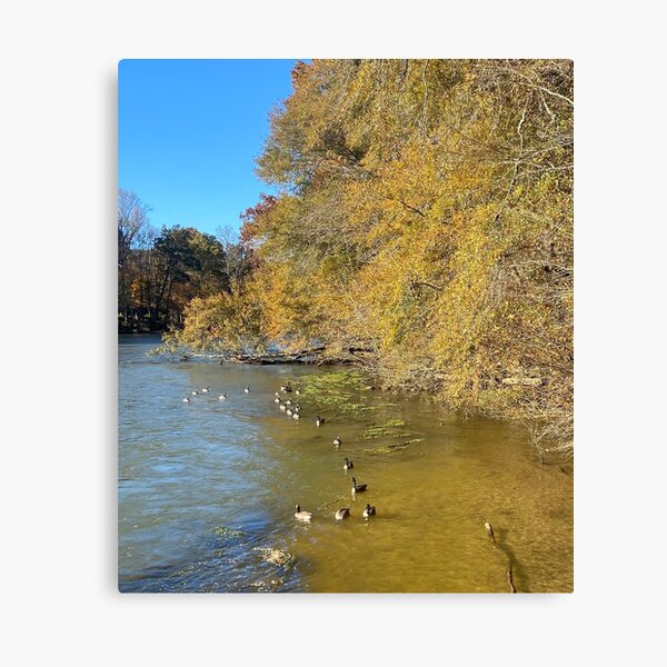 Chattahoochee River picture of a fall morning with Canadian geese in the river on a sticker, print, and mug. Canvas Print