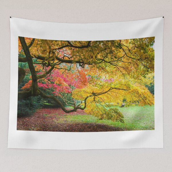 Item preview, Japanese Maples (Acer Palmatum) in Autumn Colours designed and sold by Graham Prentice.