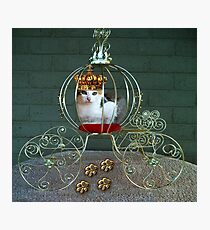 I CAN BE THE PURRFECT QUEEN OR THE QUEEN OF DENIAL>FELINE>CAT PICTURE Photographic Print
