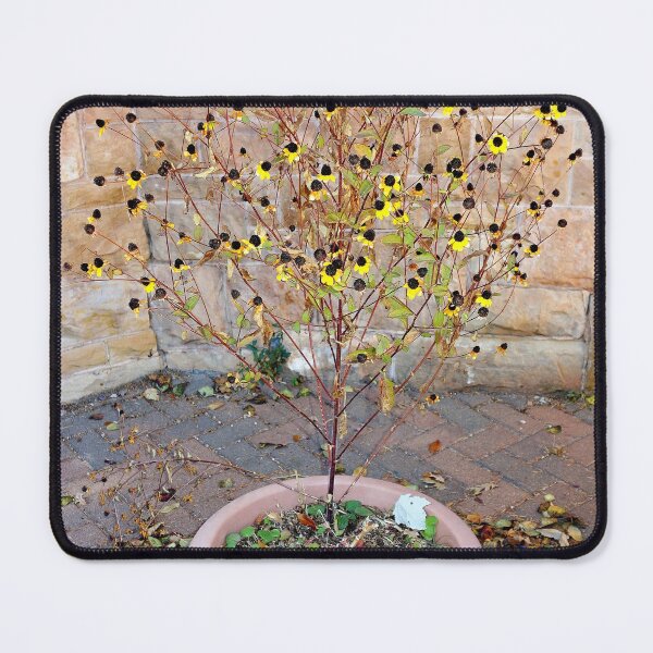 Item preview, Glen Eyrie Grounds Study 4  designed and sold by Robert Meyers-Lussier.