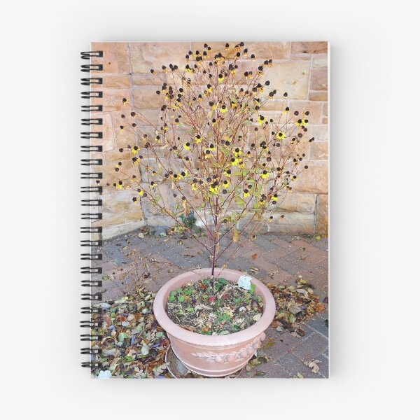 Item preview, Glen Eyrie Grounds Study 4  designed and sold by Robert Meyers-Lussier.