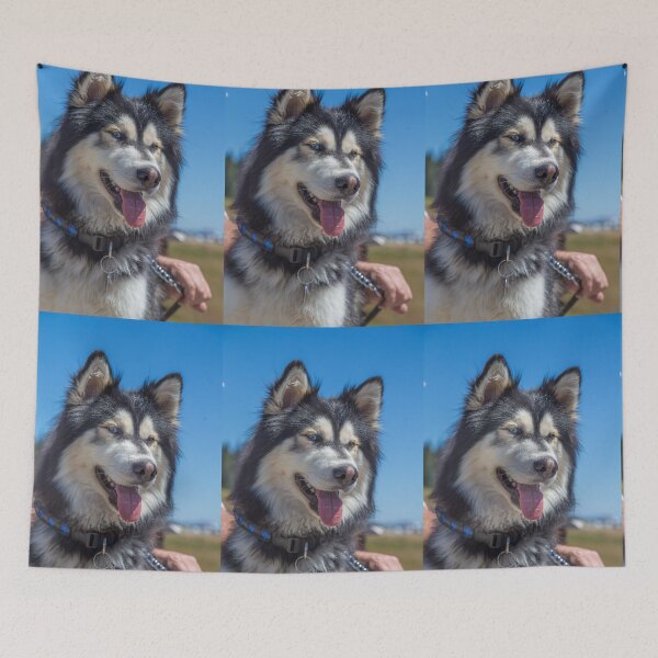 Item preview, USA. Olympic National Park. Siberian Husky.  designed and sold by vadim19.