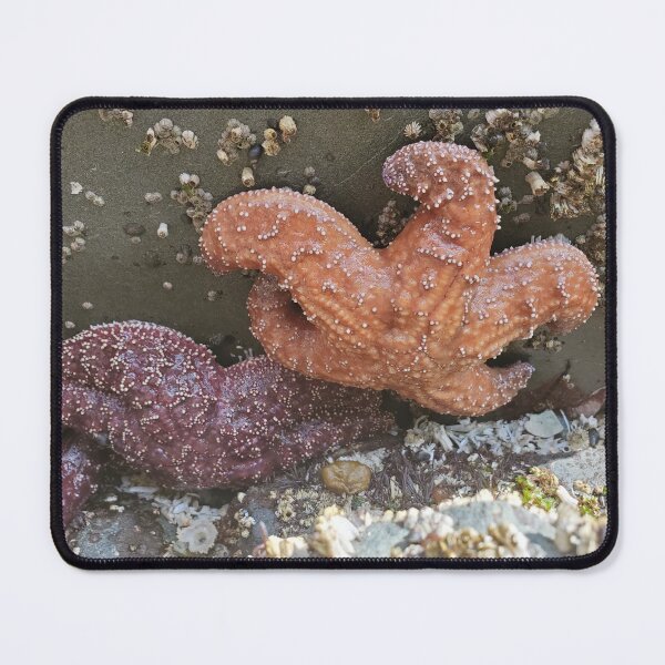 Item preview, Starfish on Rock designed and sold by kris932.