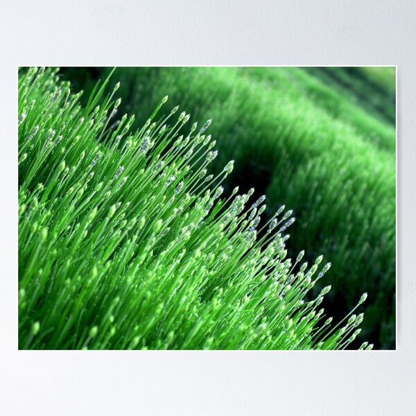 Green Lavender Field Poster