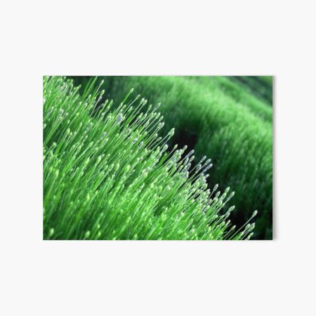 Green Lavender Field Art Board Print