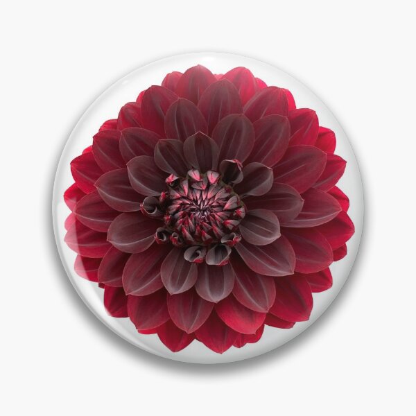 Item preview, Red Dahlia Flower Still Life Floral Photography designed and sold by CottoVerdi.