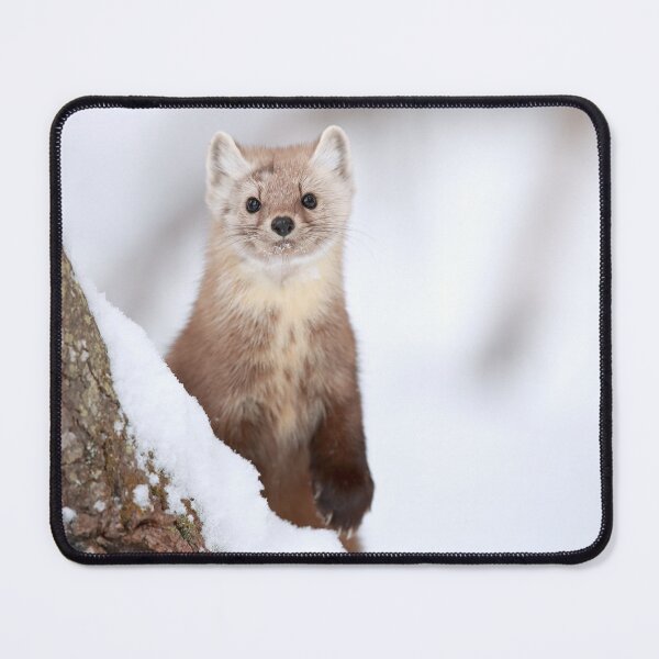 Item preview, American Marten designed and sold by mlorenz.