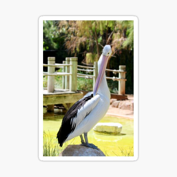 Large black and white pelican Sticker