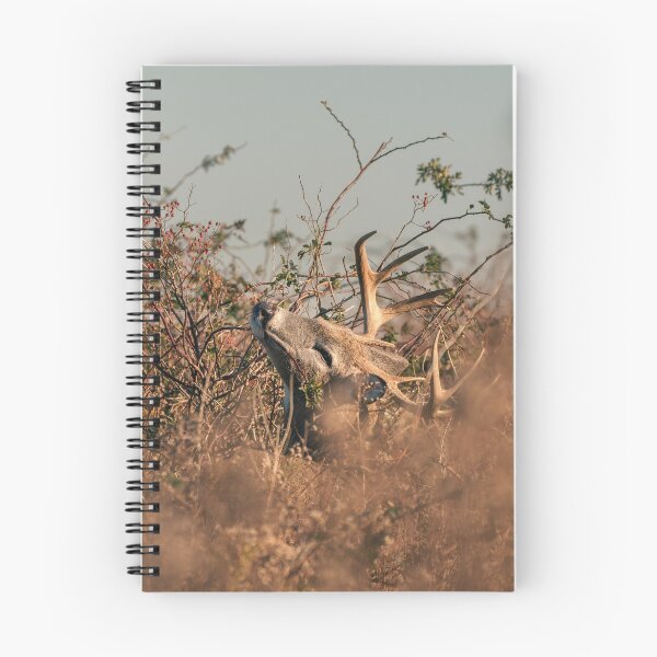 Item preview, 10-Point Buck (Sachuest Point)  designed and sold by photodunnright.