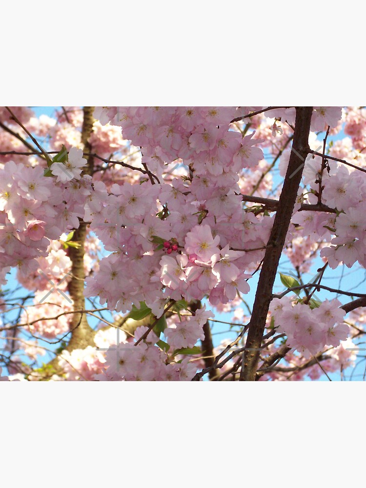 Cherry Blossoms by Sarinilli