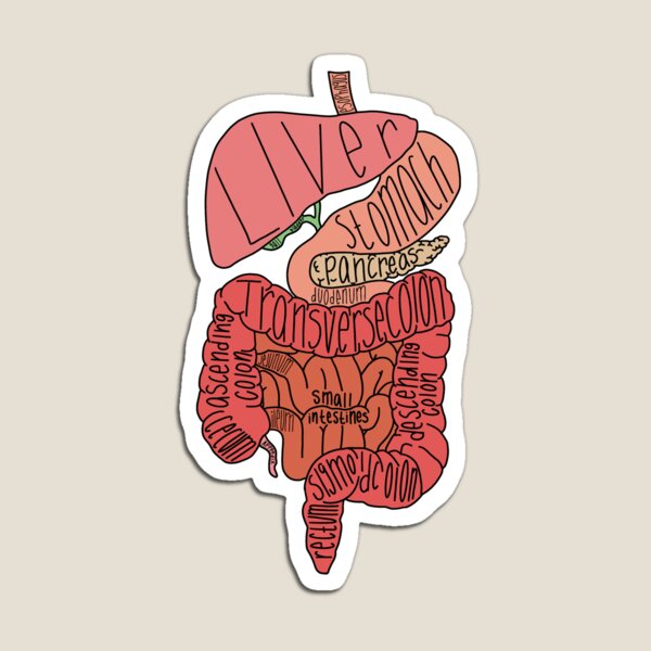 Labeled Intestine Anatomy  Magnet