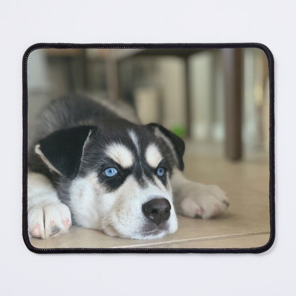 Item preview, Husky Pup designed and sold by rKgStudio44.