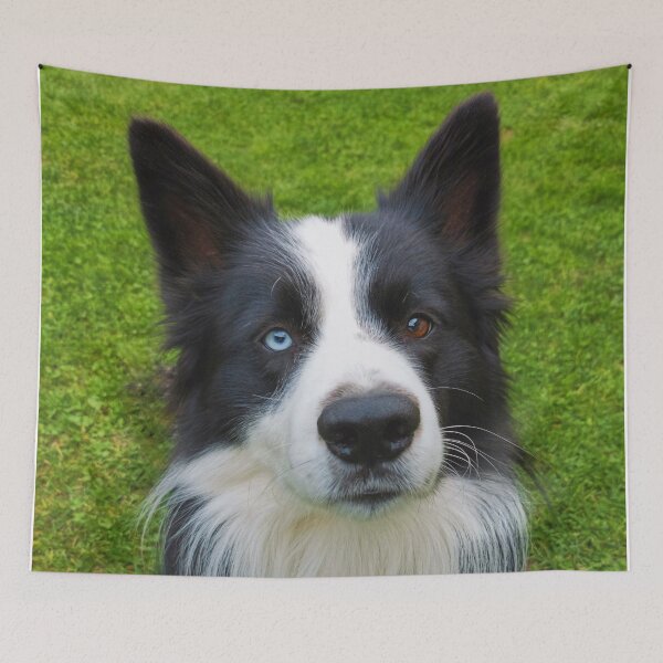 Item preview, Border Collie designed and sold by Frankie Cat Photography.
