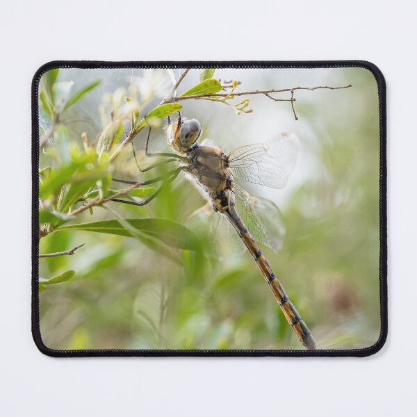 Item preview, Dragonfly Resting on a Tree Branch designed and sold by ethanabey.