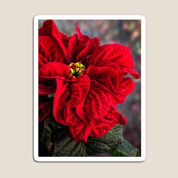 Poinsettia, Winter Rose Magnet