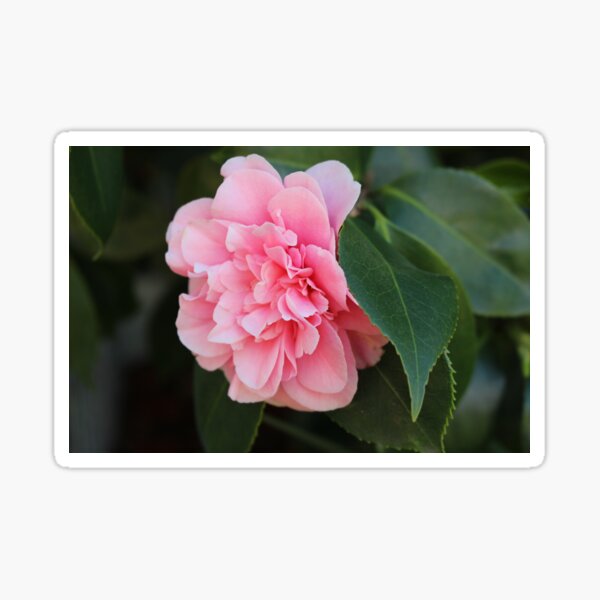 Pale pink camellia  Sticker