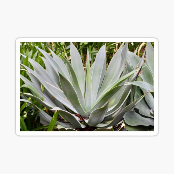 Large green agave plant Sticker
