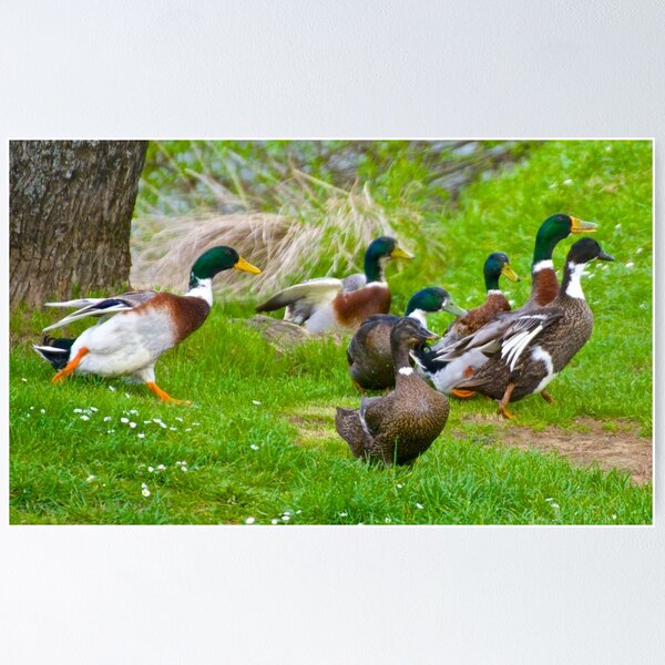 Item preview, WATERFOWL ~ Mallard ND46HYUF by David Irwin designed and sold by tasmanianartist.
