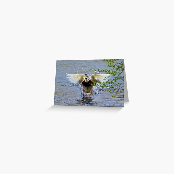 Item preview, WATERFOWL ~ Mallard KN8SJ5WX by David Irwin designed and sold by tasmanianartist.