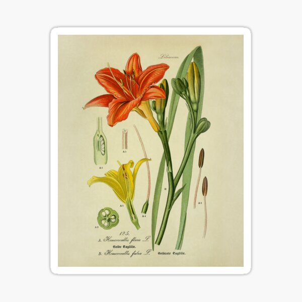 Item preview, Vintage Illustration of Lemon Lily. Hemerocallis lilioasphodelus. 1885 designed and sold by Gin  Neko.