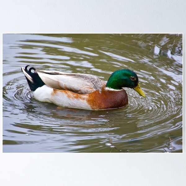 Item preview, WATERFOWL ~ Mallard BAXQUKDT by David Irwin designed and sold by tasmanianartist.