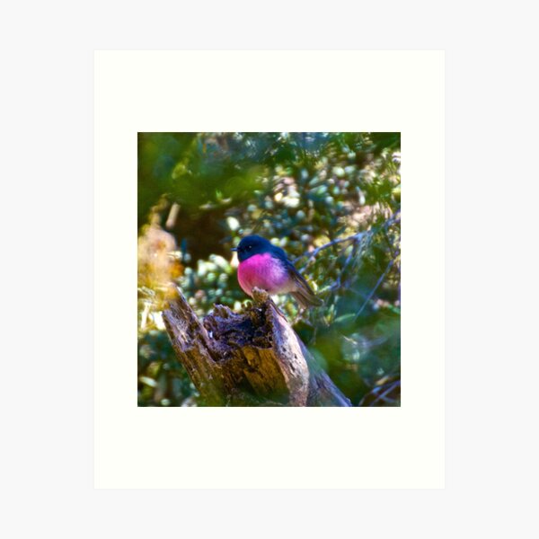ROBIN ~ Pink Robin wZ7j5XJe by David Irwin Art Print