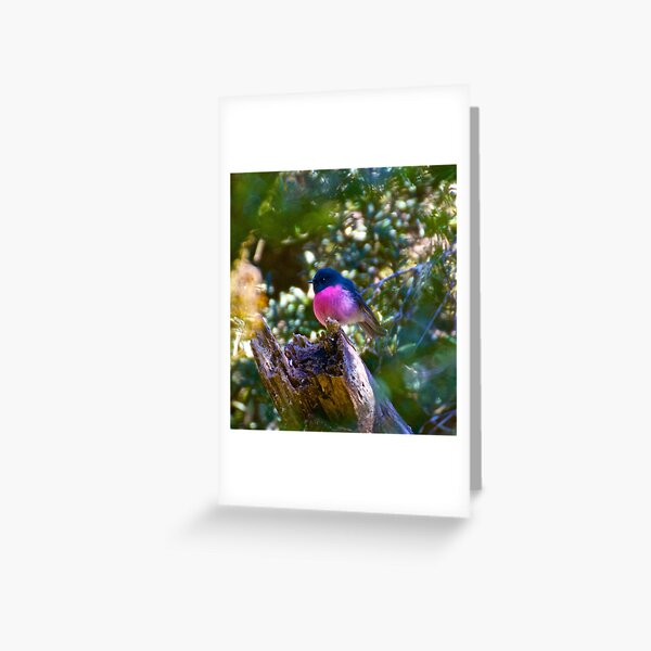 ROBIN ~ Pink Robin wZ7j5XJe by David Irwin Greeting Card