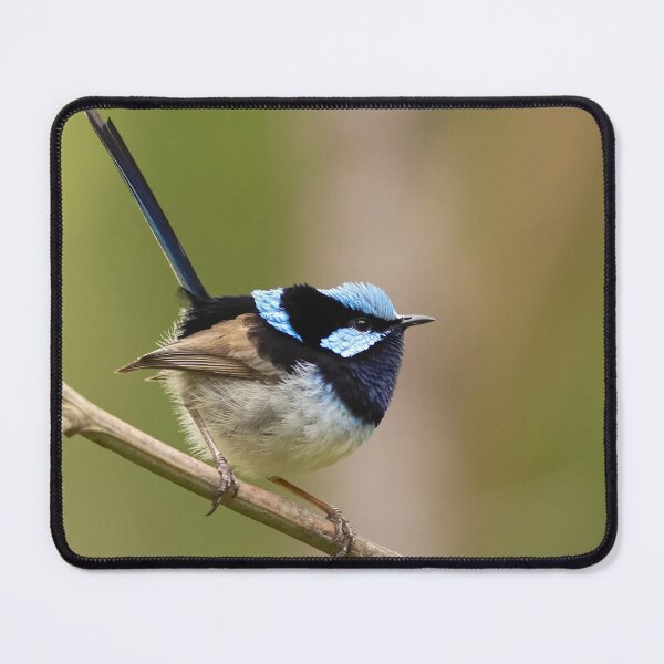 Item preview, Superb Fairy Wren designed and sold by David  Hibberd.