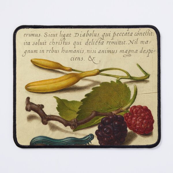 Item preview, Naturalist Manuscript: Berries, Insects, and Calligraphy Illumination by Joris Hoefnagel designed and sold by Naturalist Prints.