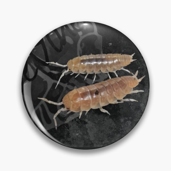Item preview, Niambia capensis designed and sold by LiveVine.