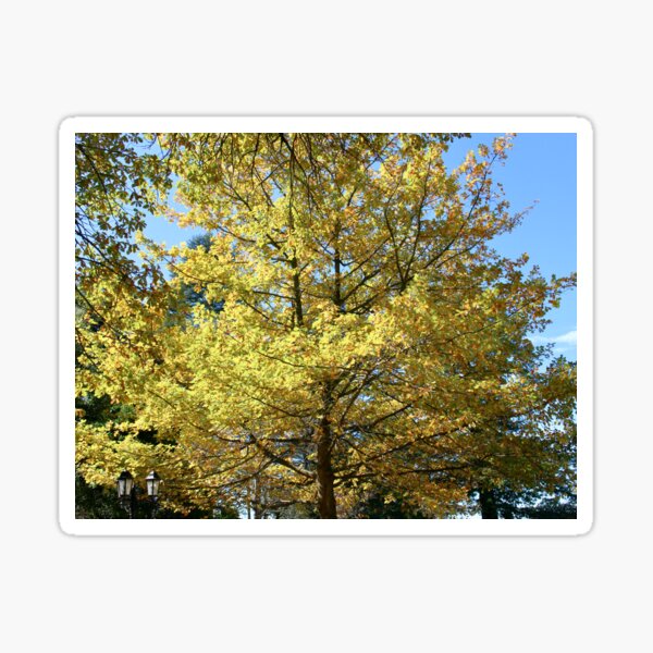 Beautiful autumn tree with golden canopy Sticker