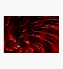 fireworks 4/7/14 Photographic Print