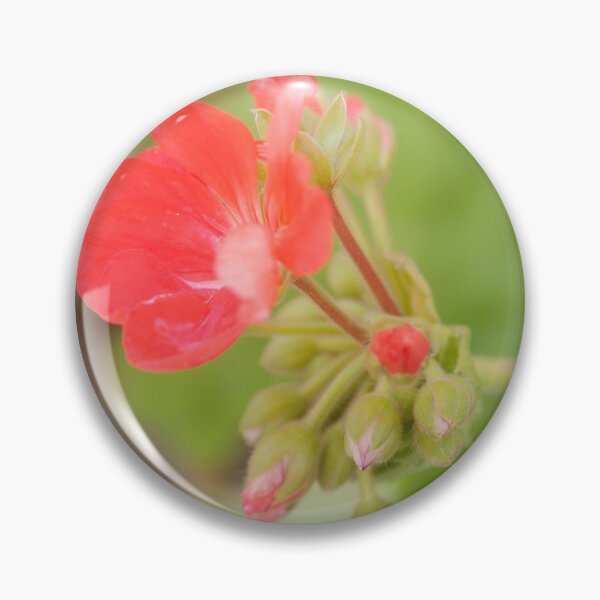 Item preview, Geranium coral red. Pelargonium. Flowerbed.  designed and sold by rajeshbac.
