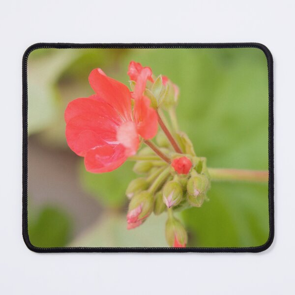 Item preview, Geranium coral red. Pelargonium. Flowerbed.  designed and sold by rajeshbac.