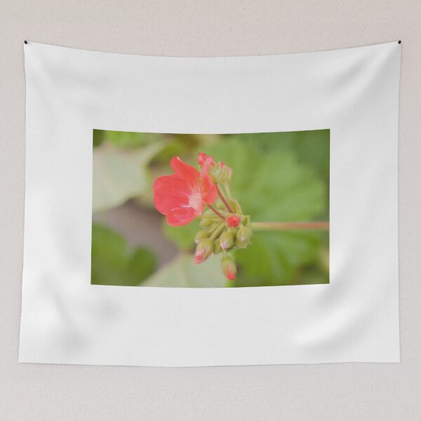 Item preview, Geranium coral red. Pelargonium. Flowerbed.  designed and sold by rajeshbac.