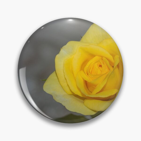 Item preview, blooming yellow rose. designed and sold by rajeshbac.