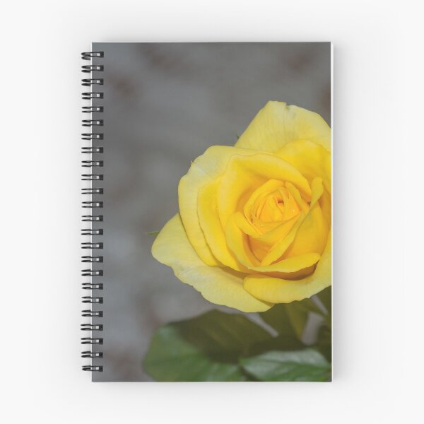 Item preview, blooming yellow rose. designed and sold by rajeshbac.
