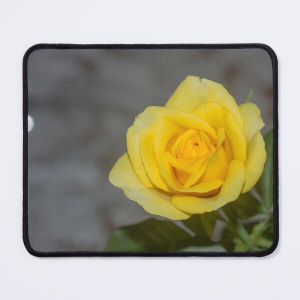 Item preview, blooming yellow rose. designed and sold by rajeshbac.