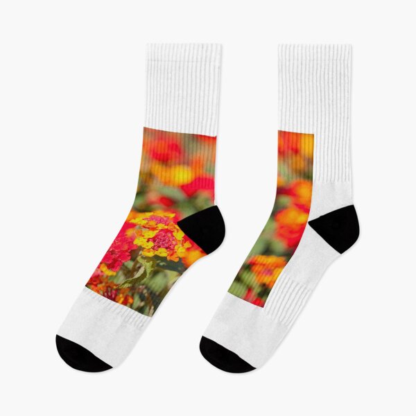 Item preview, closeup of colorful lantana blooming flowers. designed and sold by rajeshbac.