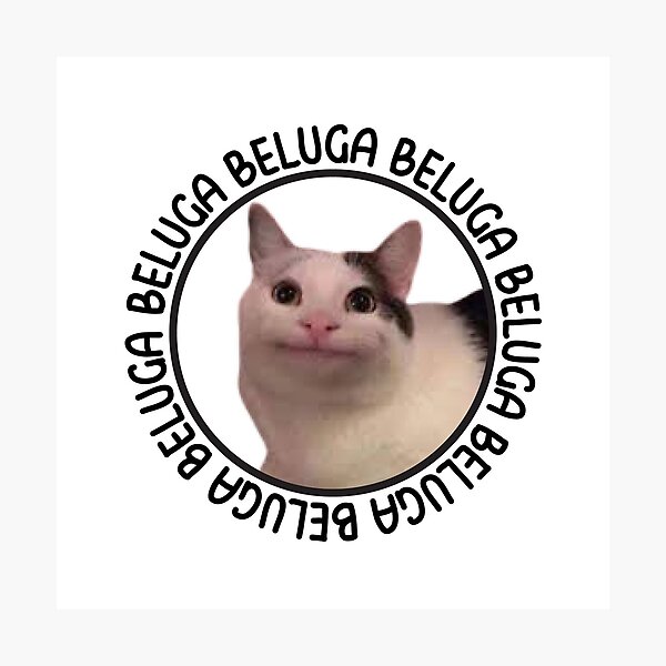 beluga cat discord meme Photographic Print