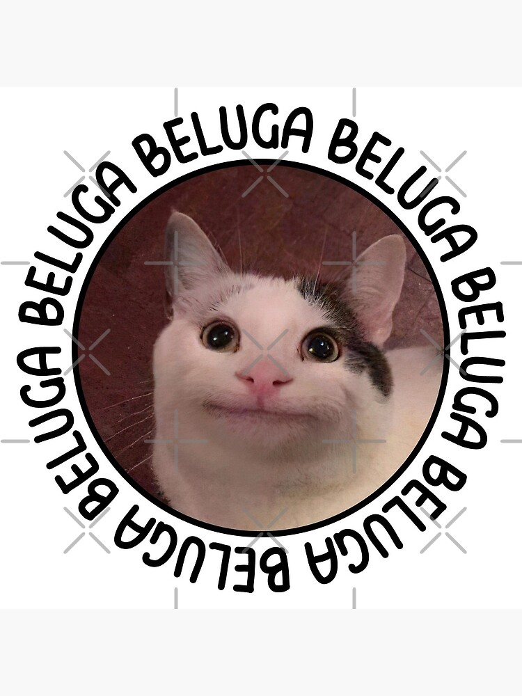 beluga cat discord pfp  Poster for Sale by Liamandlore