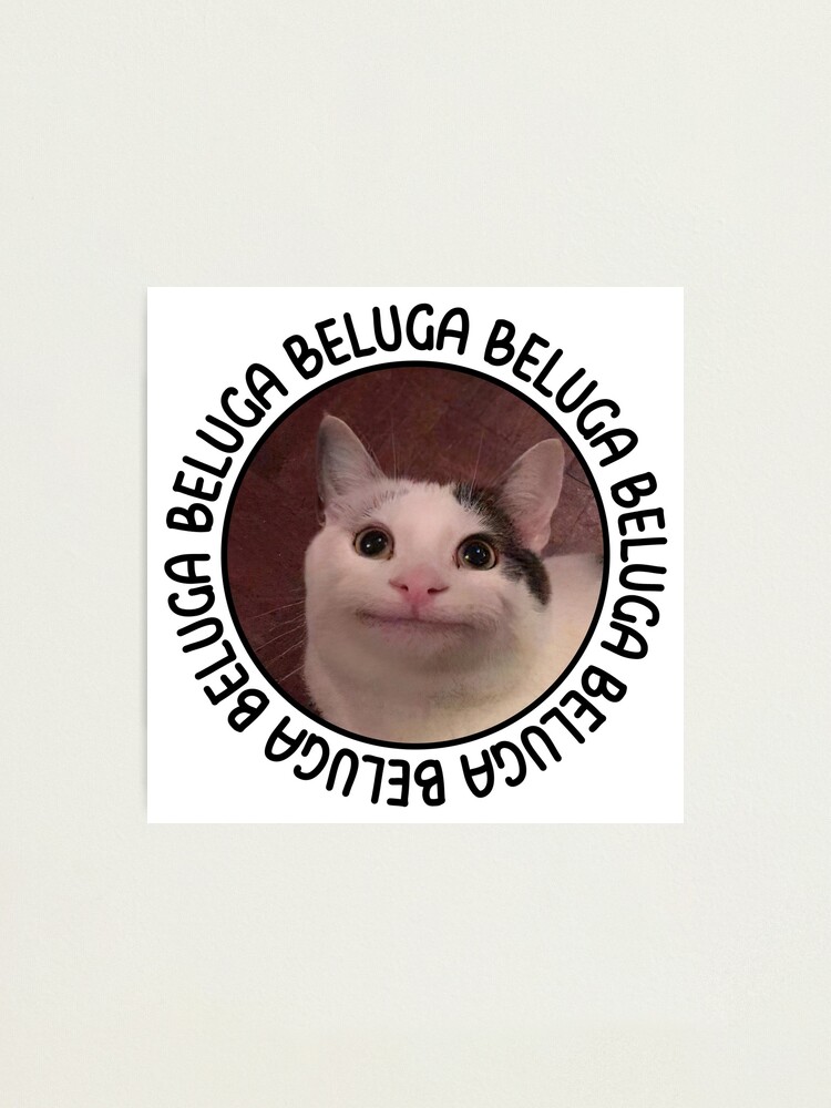 Beluga cat discord meme Photographic Print for Sale by anins-azuree