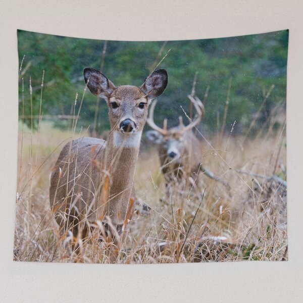 Item preview, White-Tailed Deer designed and sold by Michael Cummings.
